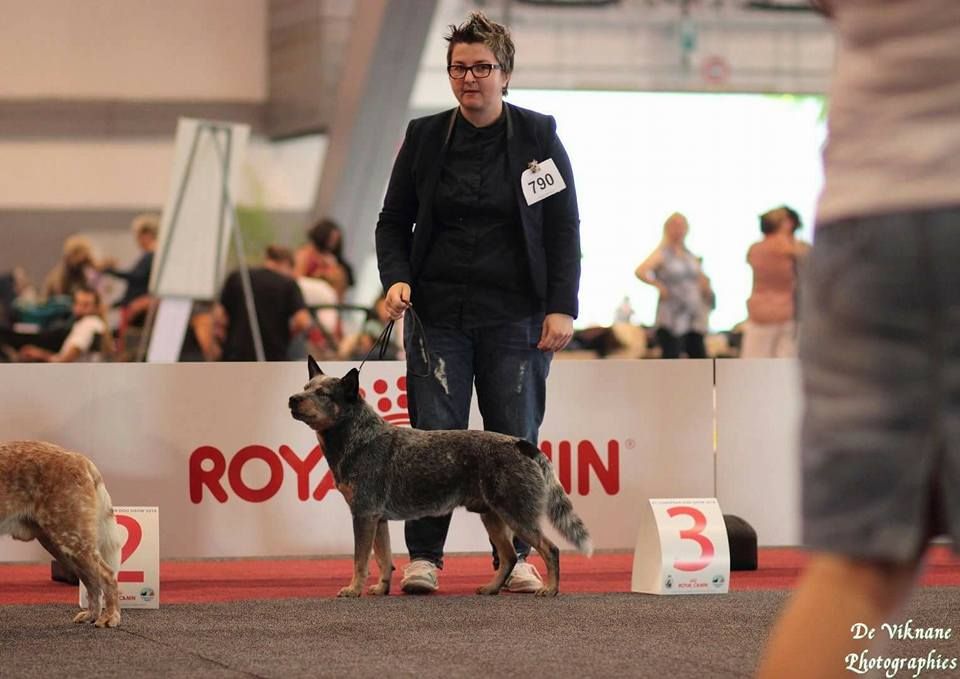 Sons Of Warrigal - Euro Dog SHow 2016